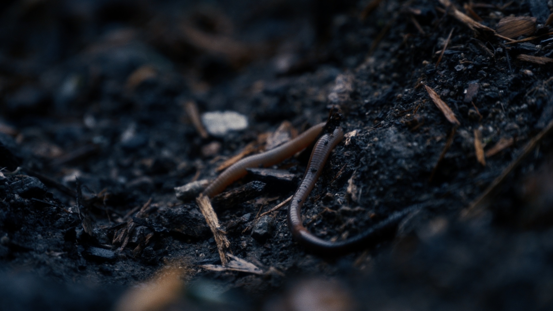 Salem Worms — graded still 1